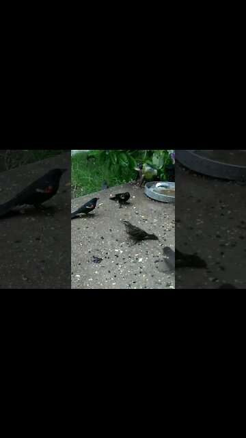 Icy Rain Sounds #Shorts 🌨