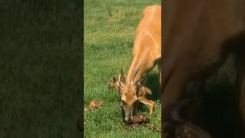 Cute baby deer