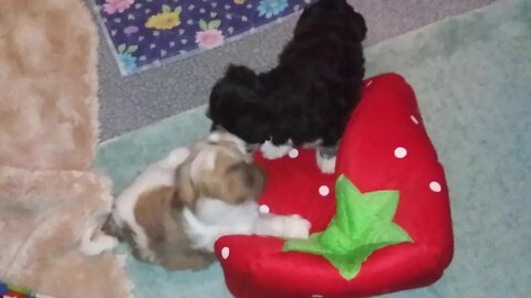 I Litter-6.5 weeks Old