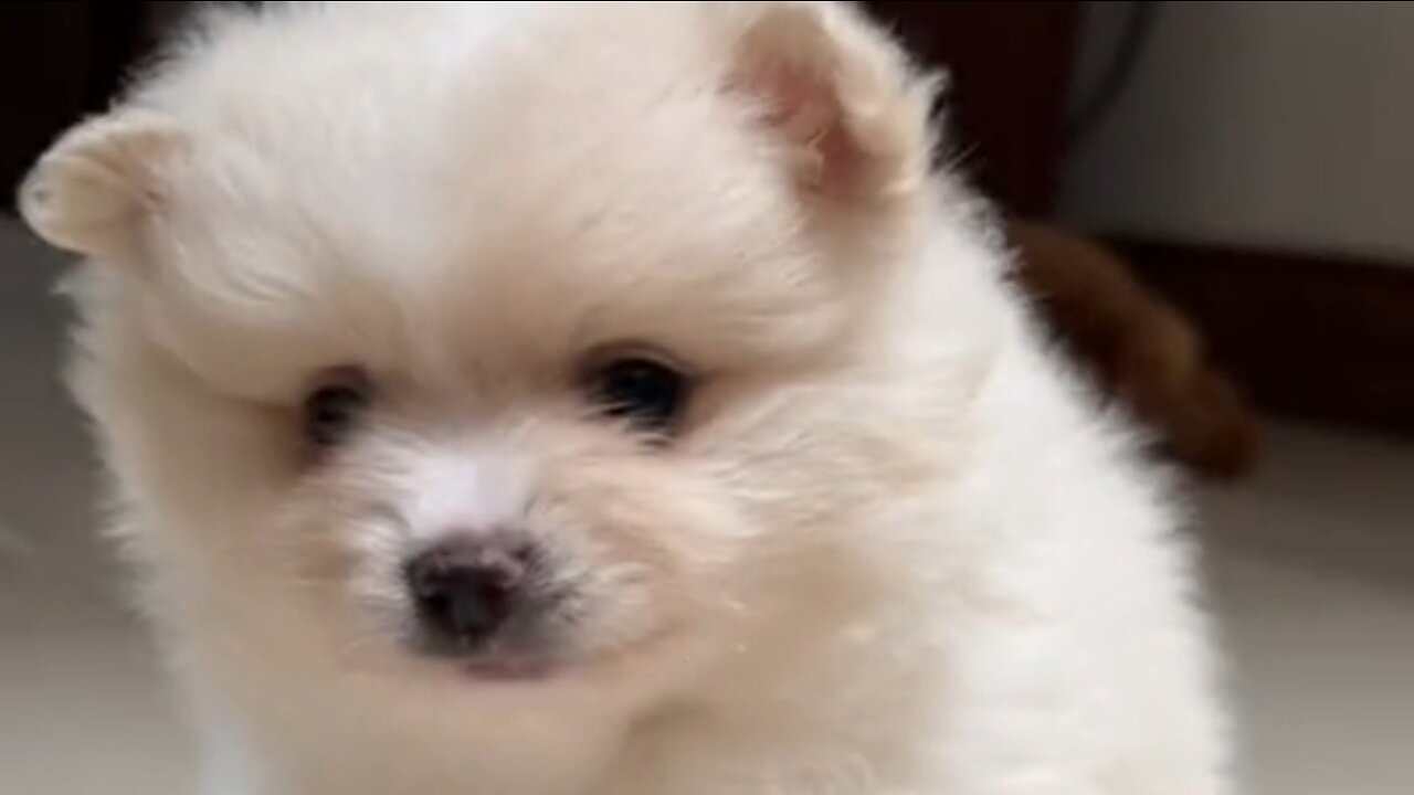 cute puppy