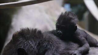 Help name baby gorilla born at Cleveland Metroparks