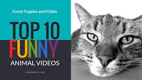 Top 10 funny animals videos