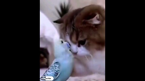 Great friendship of cat and parrot💕😍