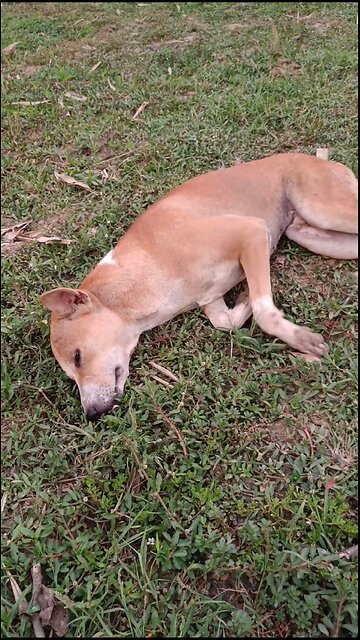 sick dog🦮#dog🐕#sickdog