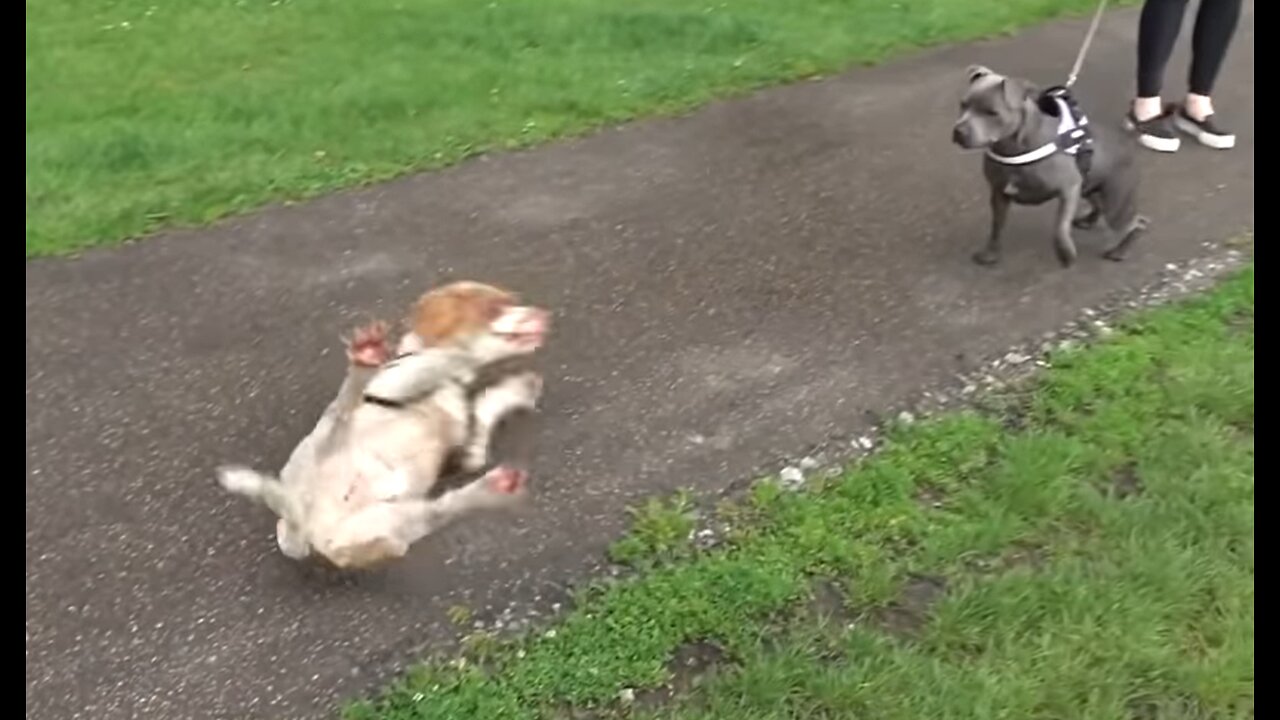 Dog Gets Too Excited And Passes Out