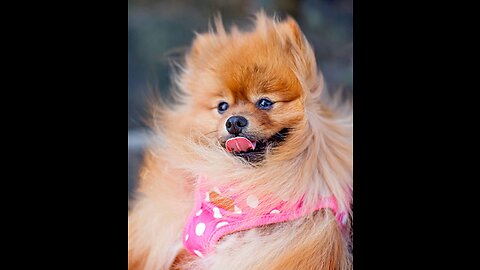 Funny Dog 🐕 Dog Fation | Animal Planet| cute 🥺