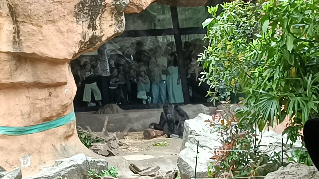 Gorilla at Ueno Zoo Part 1