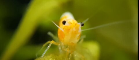 Tiny Shrimp Has HUGE Sneeze