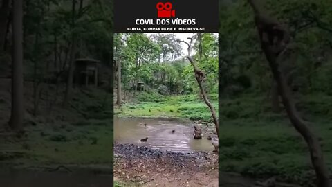 😮😮😮 macacos pulando no trampolim da selva