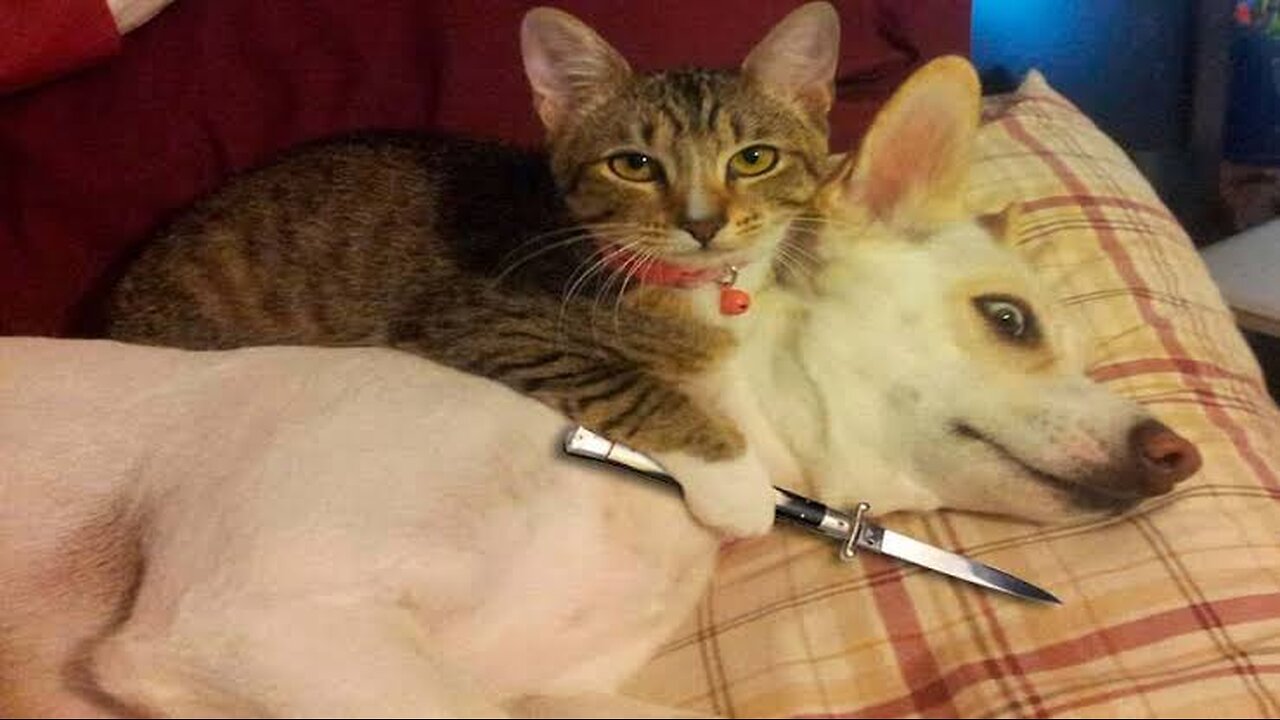 Unveiling the Comedy of Funny Cats and Dogs