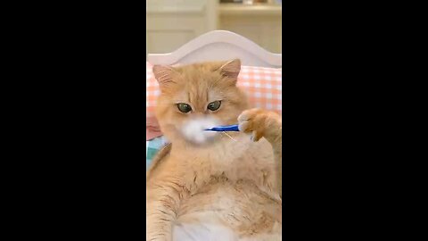 funny cat