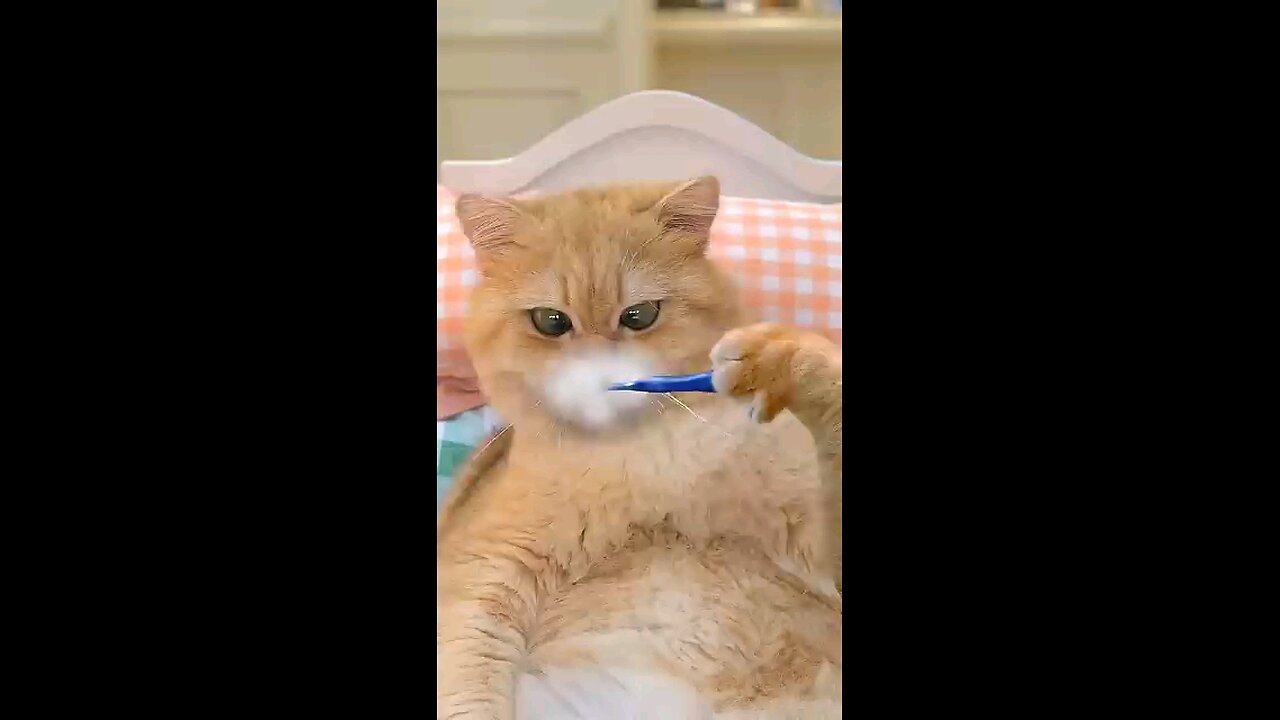 funny cat