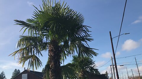 Portland nursery Windmill Palms