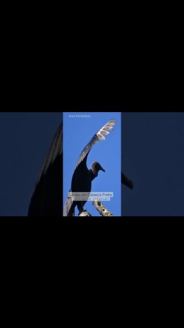 Urubu de Cabeça Preta