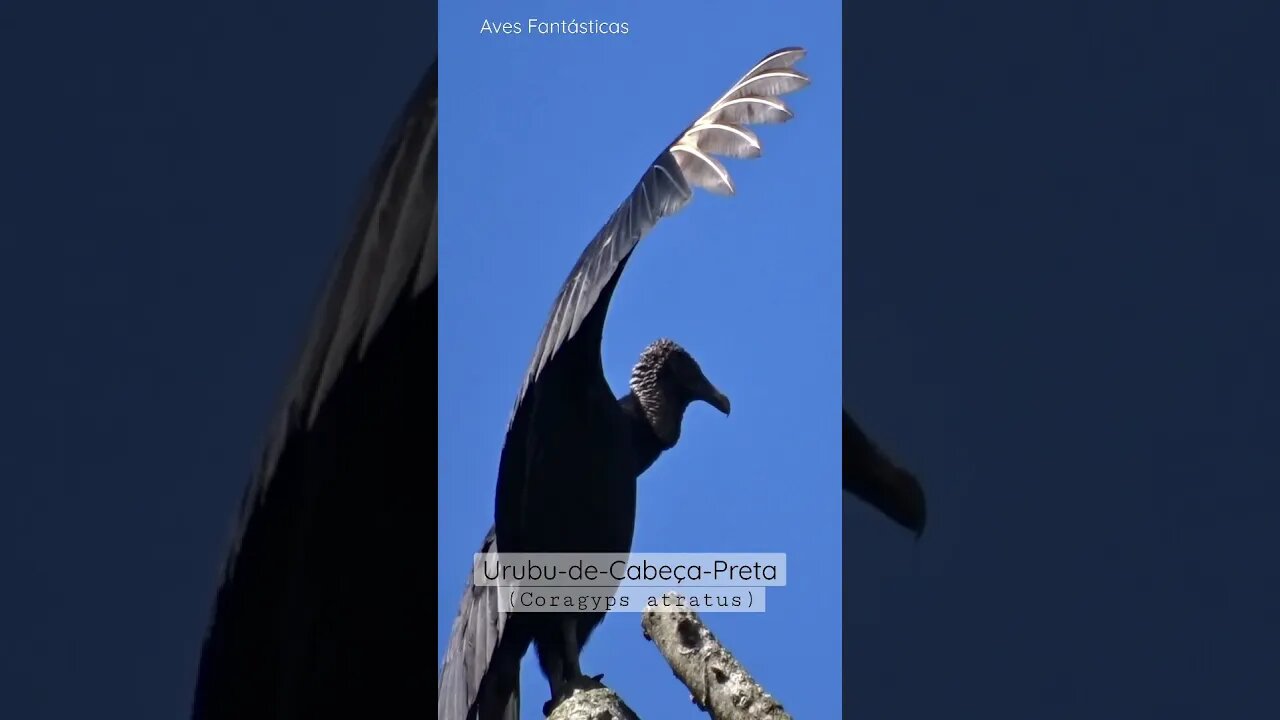 Urubu de Cabeça Preta