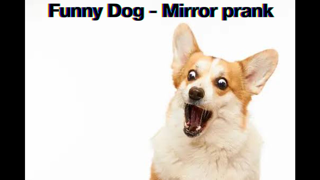 Funny Dog - Mirror prank