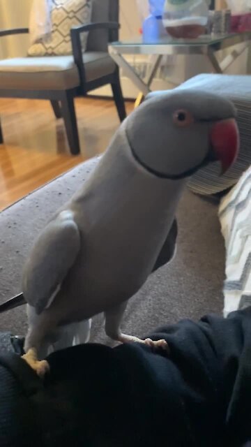 Parrot won't stop asking for kisses from his owner