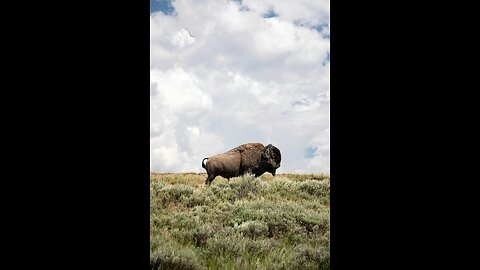 wild animal