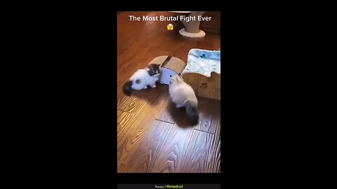 brutal fighting