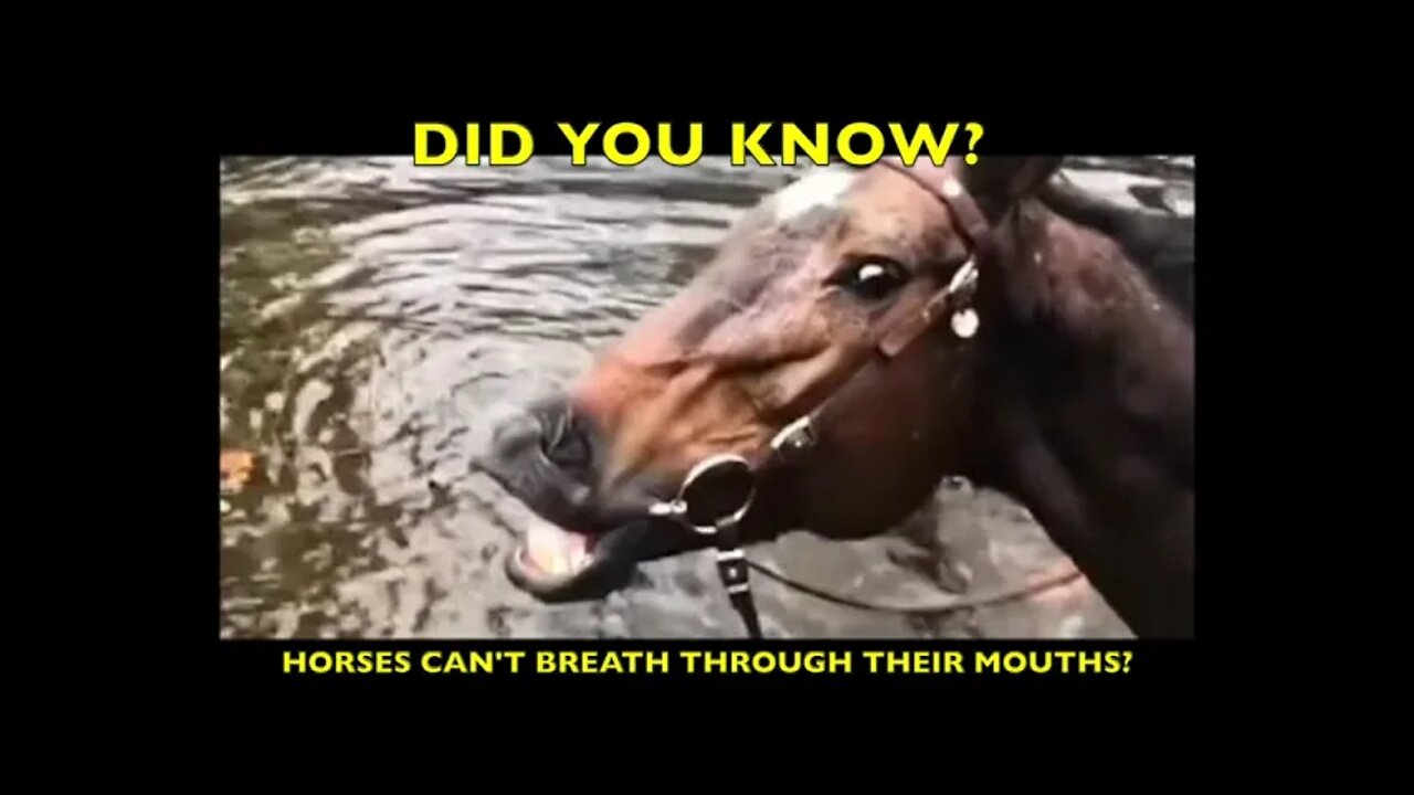 Did you know this about horses?