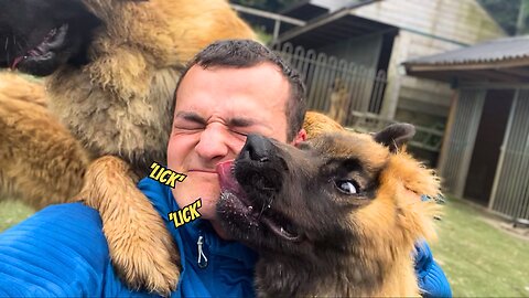 What Playing With GIANT LEONBERGER Puppies is like!