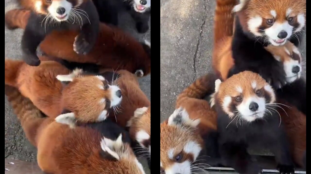 Little panda grabs food