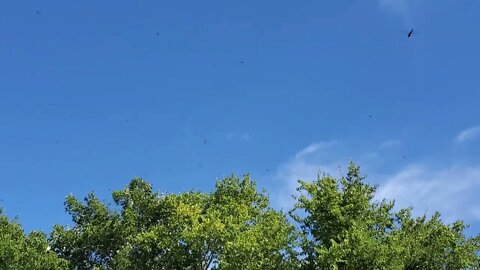 Huge Swarm Of Dragonflies!