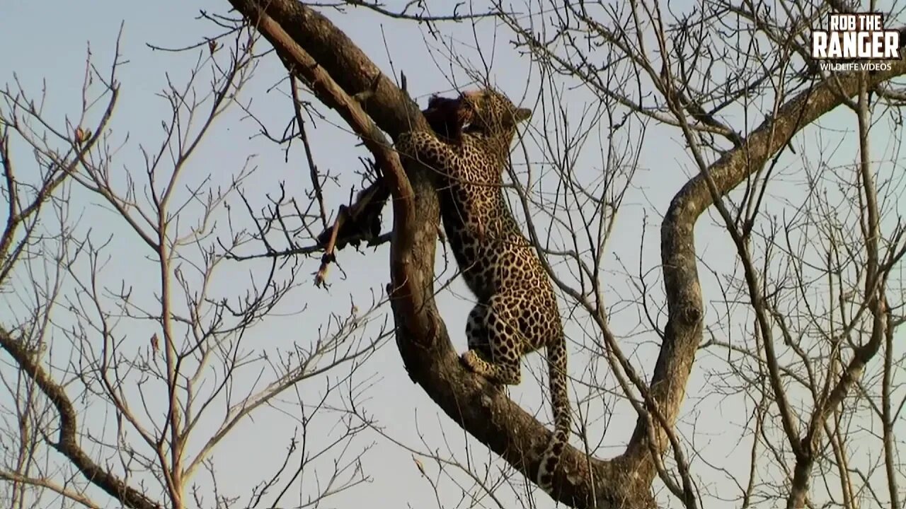 Young Male Leopard With Impala Meal | Archive Footage