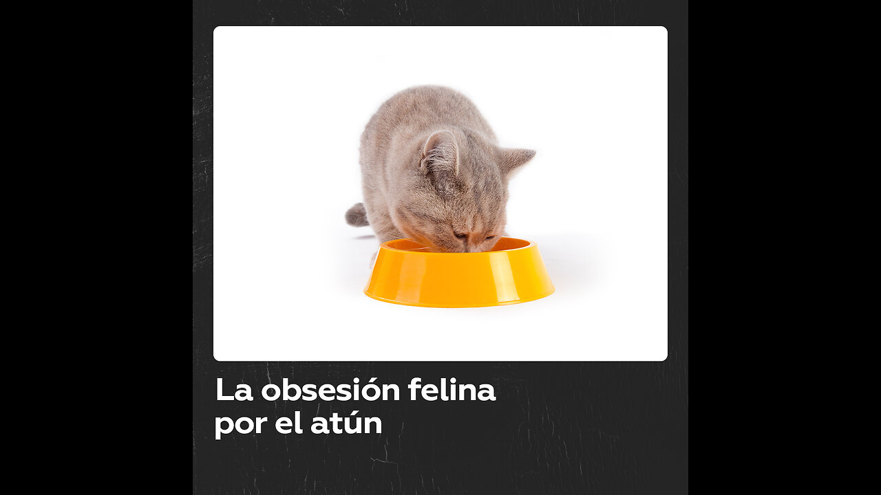 ¿Por qué a los gatos les encanta el atún?