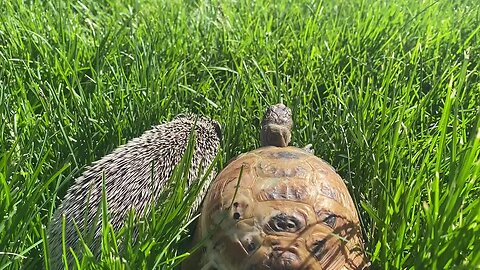 Tortoise and Hog on a Walk