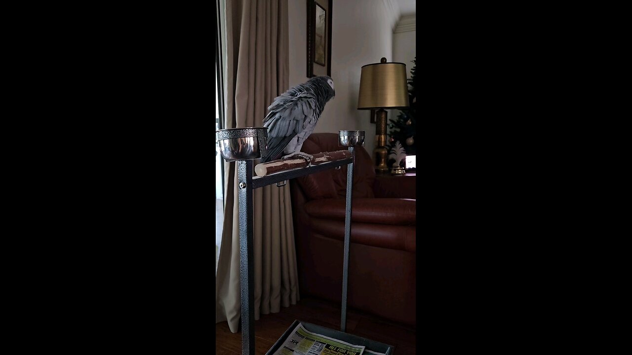 My Parrot Has Good Vibrations