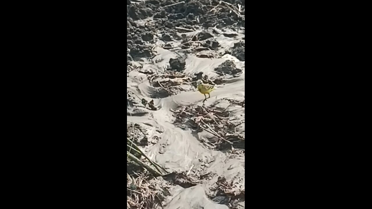 Yellow Wagtail spotted on farm