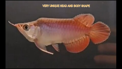 THE HEAD AND BODY SHAPE OF THIS VERY UNIQUE SUPER RED AROWANA DECORATIVE FISH IS A KING CANDIDATE