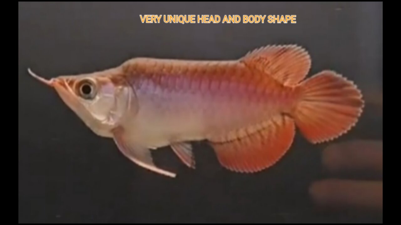 THE HEAD AND BODY SHAPE OF THIS VERY UNIQUE SUPER RED AROWANA DECORATIVE FISH IS A KING CANDIDATE