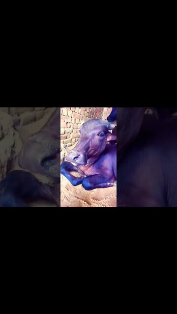 padhe like #shorts #shorts