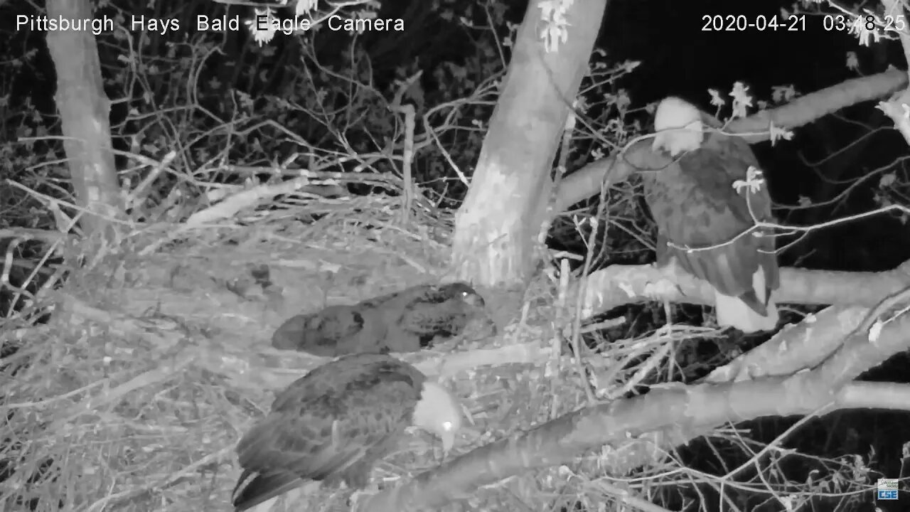 Hays Eagles Mom senses an intruder 4.21.20