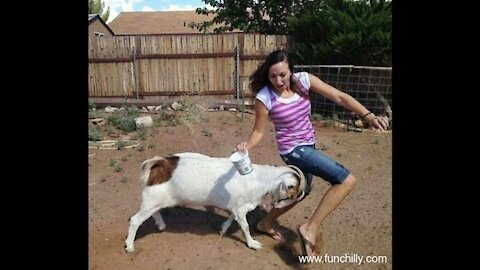 Male Goat Try To funn with Girl