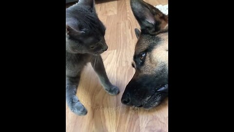 Funny animals - Funny cats dogs - Funny animal videos