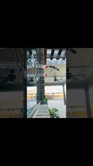 SLO Motion Hummingbird II