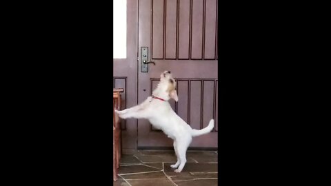 Funny Jack Russell Terrier Ares howls Soon After Mom Leaving