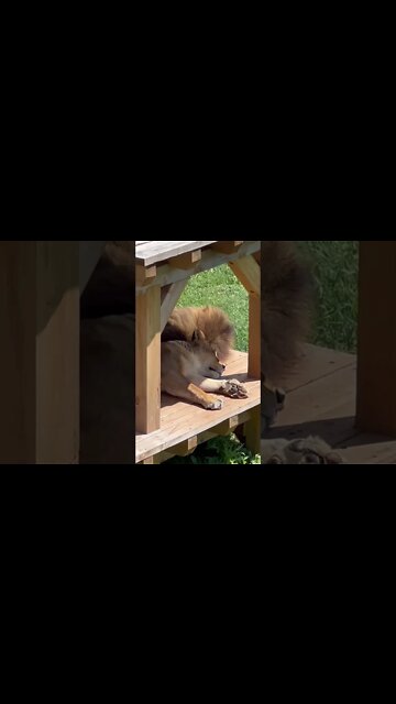 Two Lions taking a nap