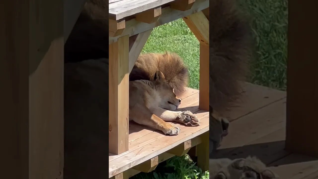 Two Lions taking a nap