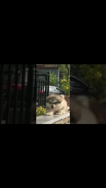 #11 ANIMAIS MAIS ESTRANHOS DO MUNDO! #shorts