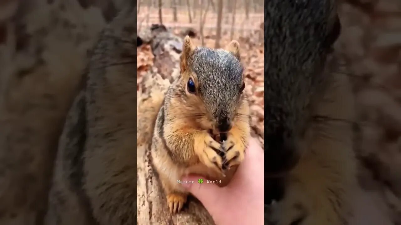 Dekho Pyari Si Gilhari Kya Kha Rahi Hai😍Cute Squirrel👈