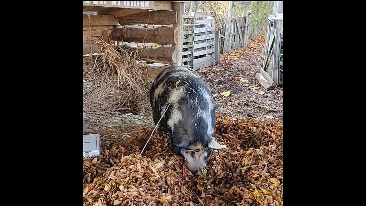 Raking Leaves Worshiping God Not Man