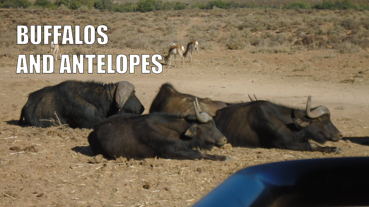 Buffalos and Antelopes in Inverdoorn