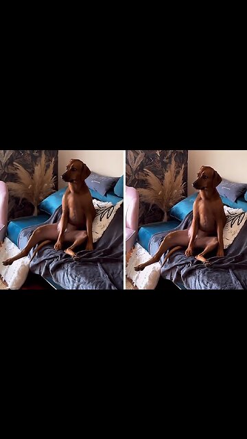 Dog Hilariously Sits On Couch Like A Human