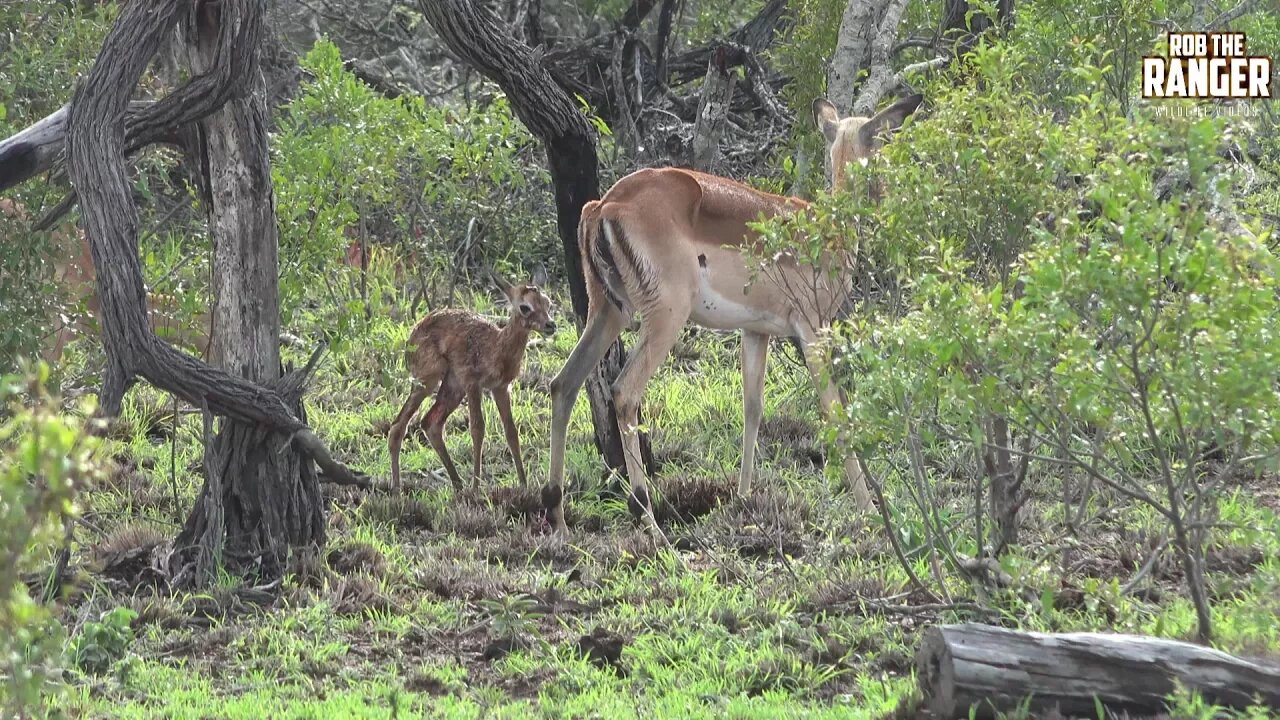 First Moments Of An Impala's Life - Birth To First Steps | Best Of Africa