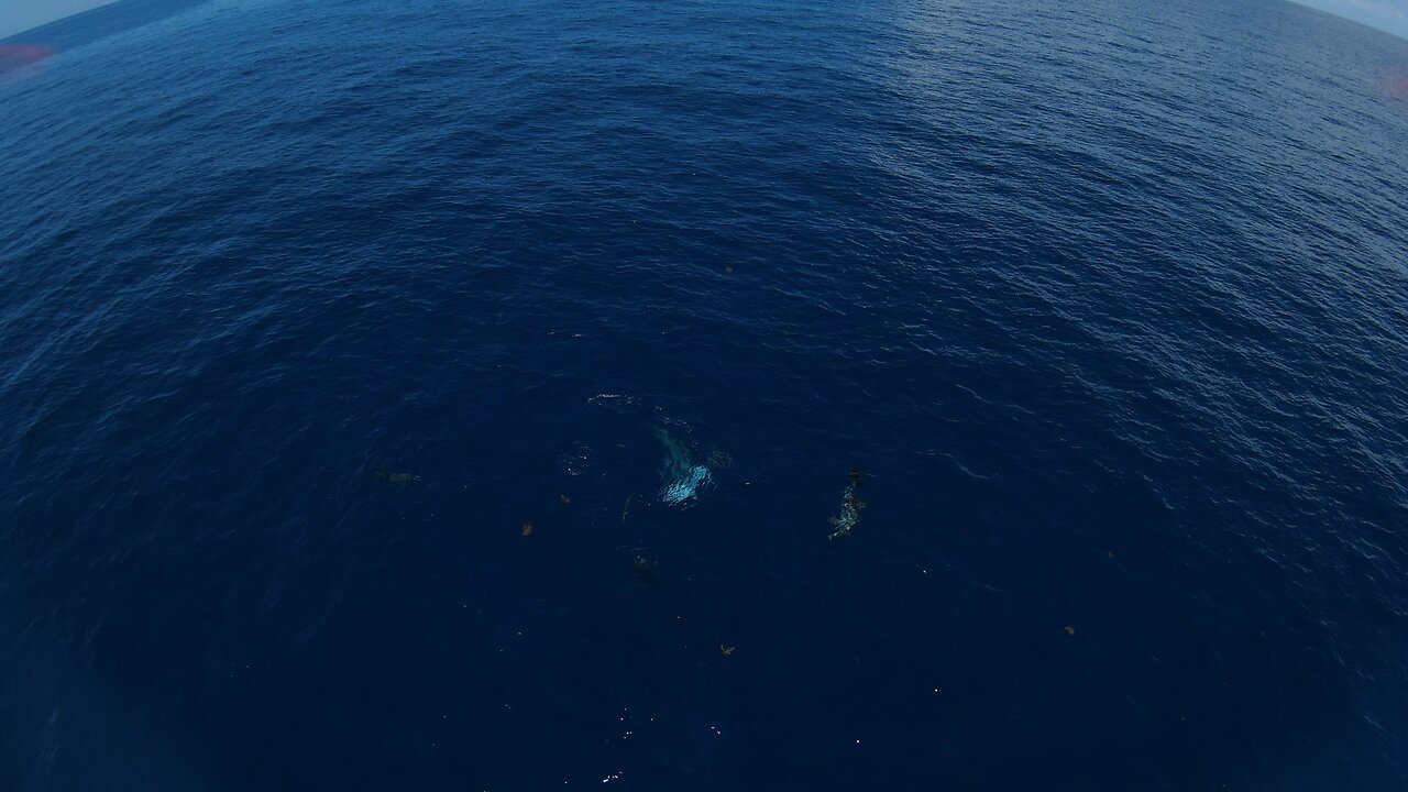 Dolphins playing with barracuda!!