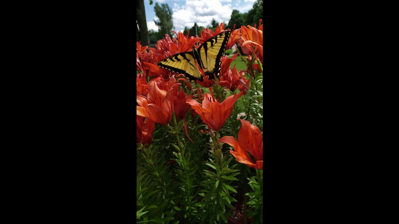 Beautiful Butterflies in slo-mo